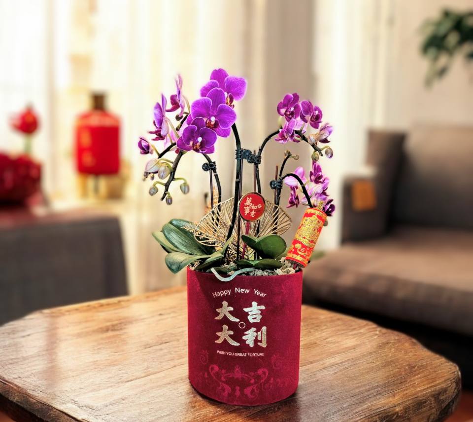 精品蘭花組盆_大吉大利F