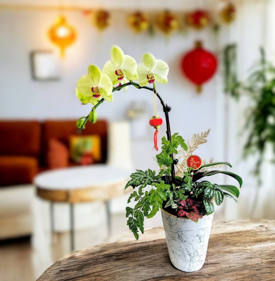 精品蘭花組盆_哇沙米蘭花組盆-實拍圖片