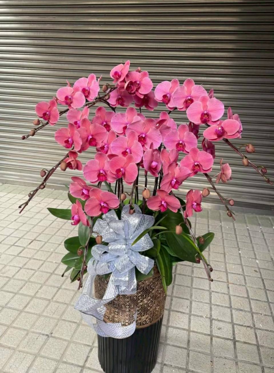 大氣桃紅蝴蝶蘭