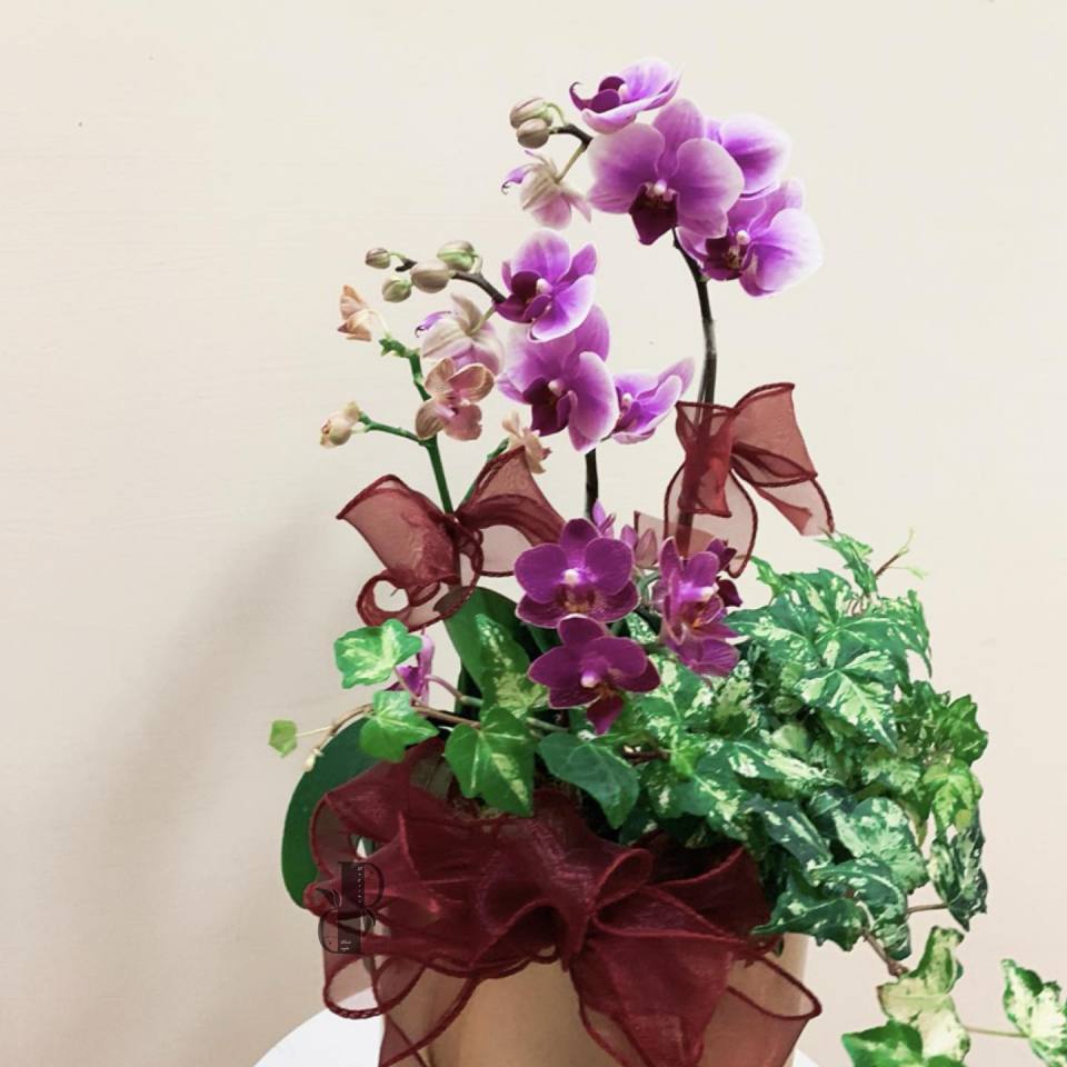 迷你蘭花園