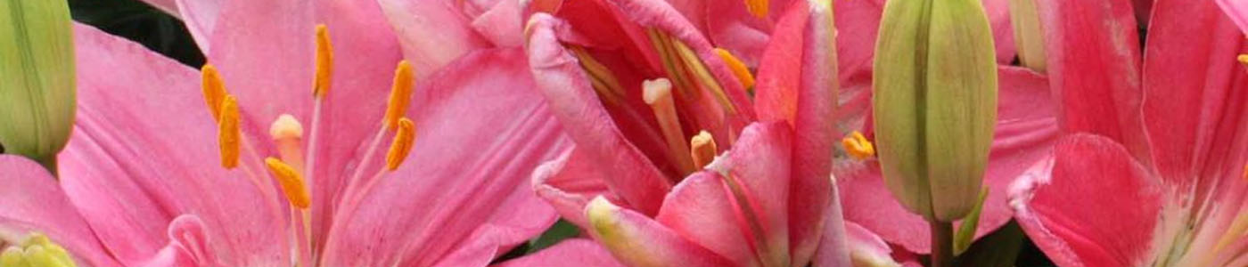 姬百合花材介紹－花語與花藝應用