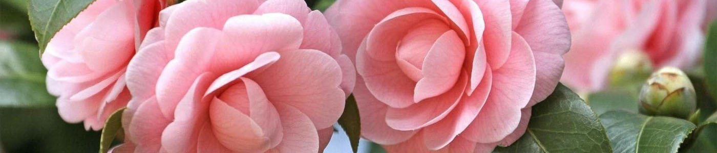 茶花花材介紹－花語與花藝應用