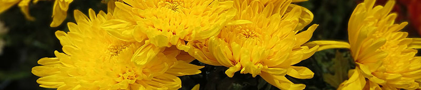 大菊花材介紹－花語與花藝應用