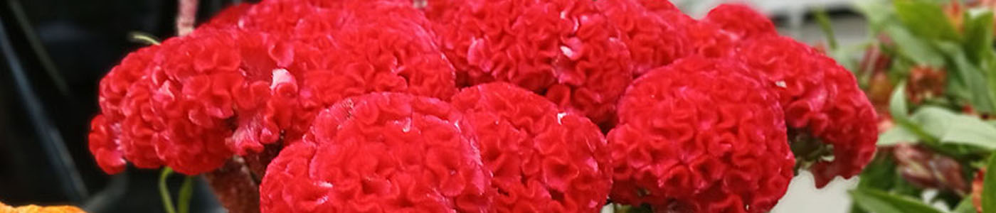 雞冠花花材介紹－花語與花藝應用