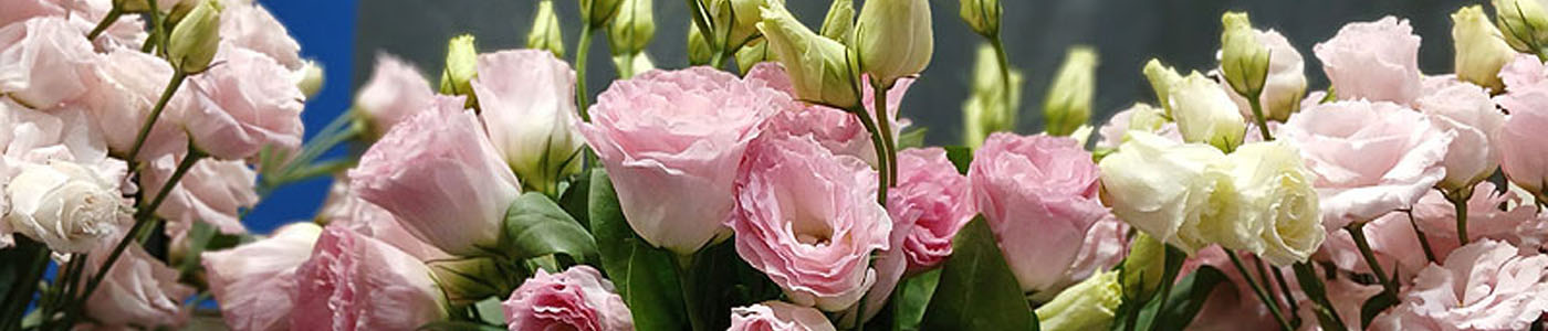 洋桔梗花材介紹－花語與花藝應用