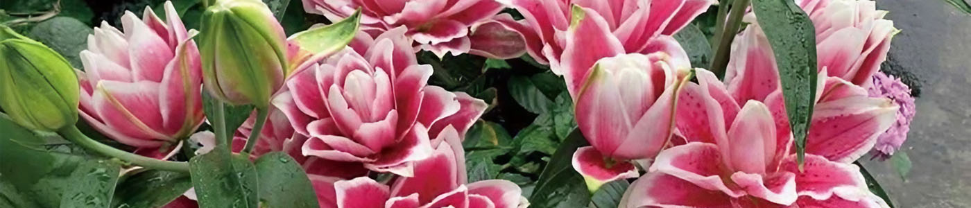 重瓣百合花材介紹－花語與花藝應用