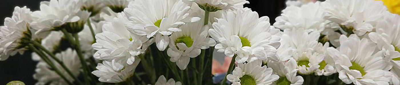 小菊花材介紹－花語與花藝應用