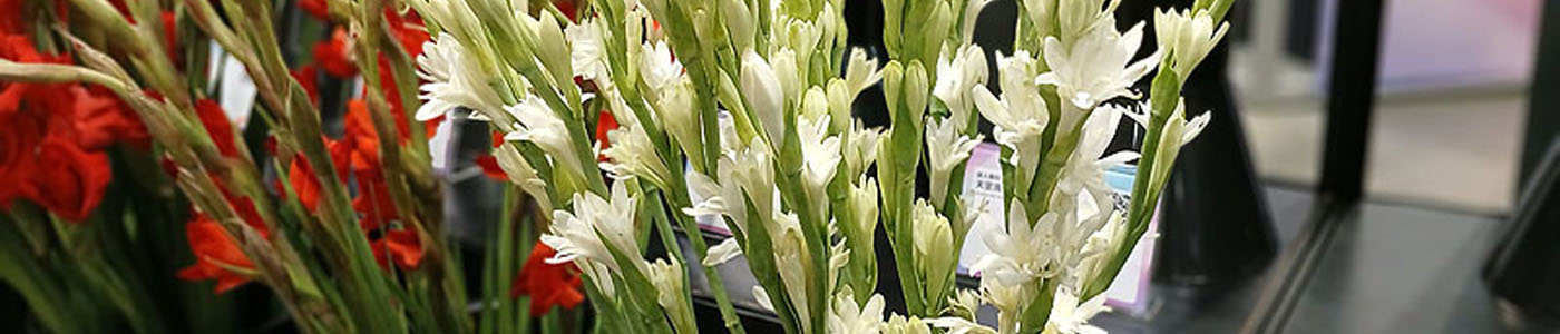 夜來香花材介紹－花語與花藝應用