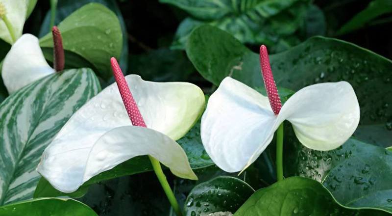 火鶴花白色花材實拍圖