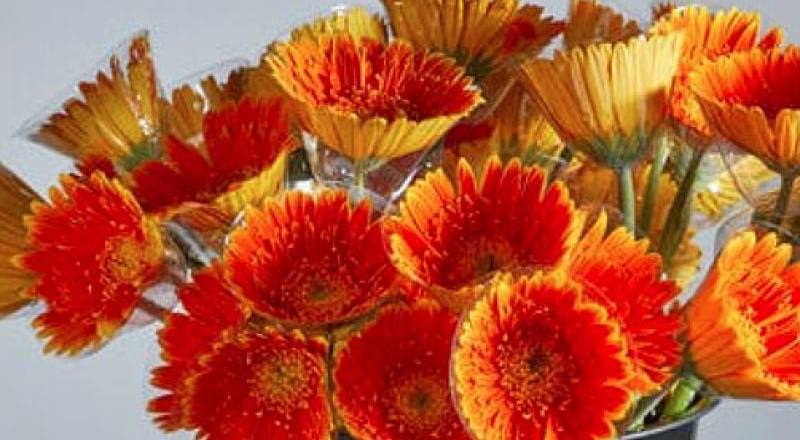 菊花太陽神花材實拍圖