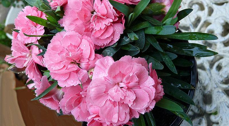 康乃馨深粉花材實拍圖