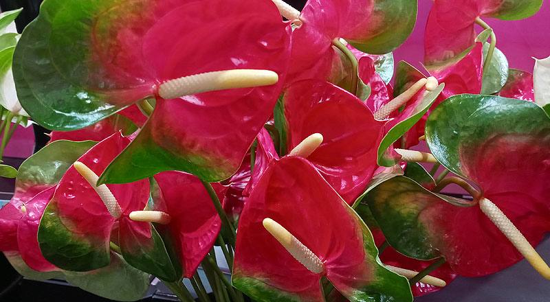 火鶴花千里達花材實拍圖