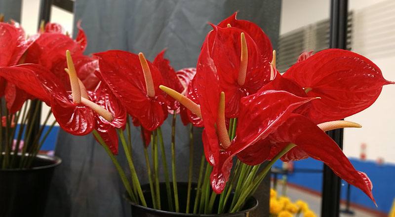 火鶴花紅星花材實拍圖