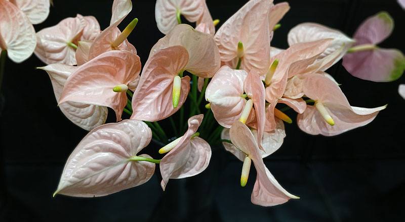 火鶴花花仙子花材實拍圖