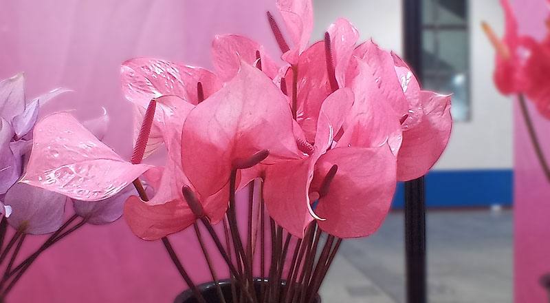 火鶴花粉蕾絲花材實拍圖