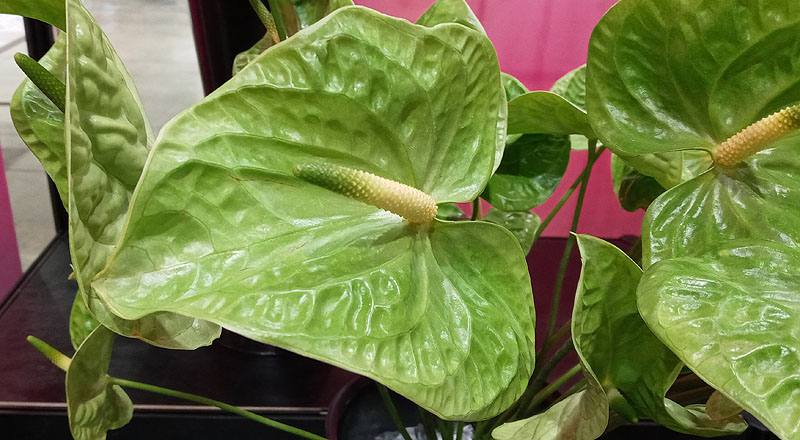 火鶴花 翠綠 實拍圖片4