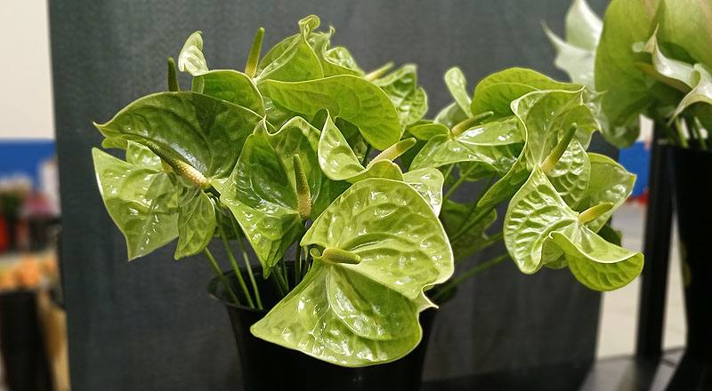 火鶴花 翠綠 實拍圖片8