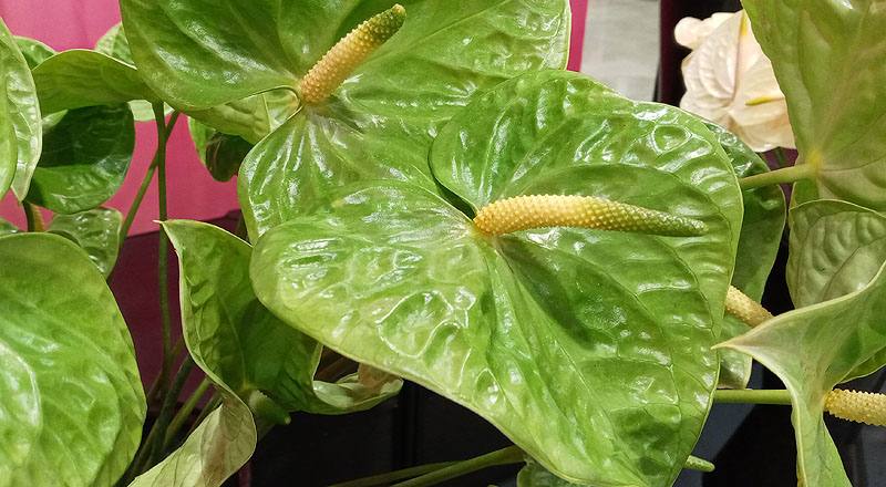 火鶴花 翠綠 實拍圖片5