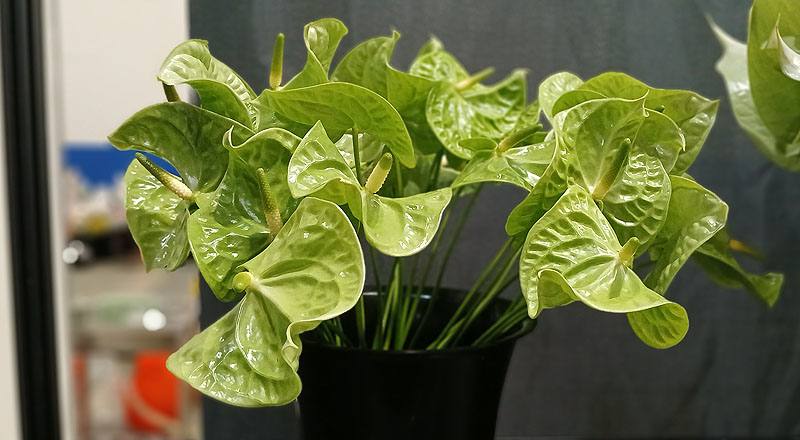 火鶴花 翠綠 實拍圖片7