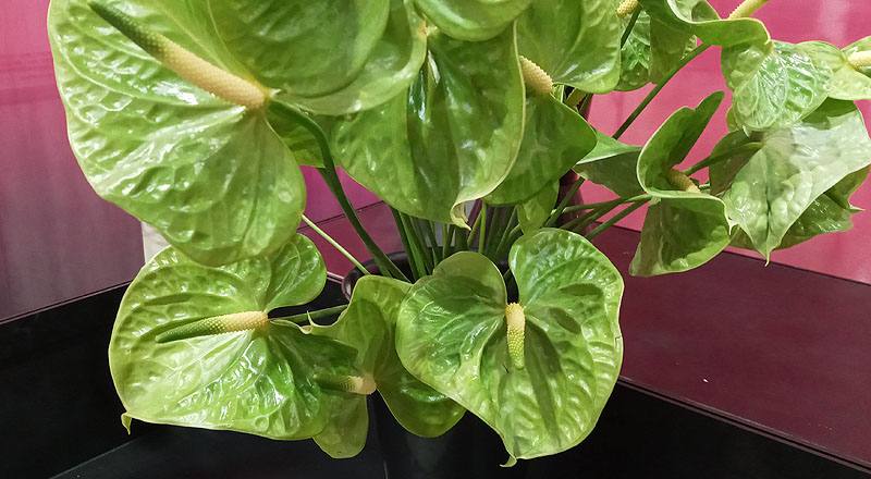 火鶴花 翠綠 實拍圖片2