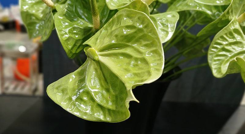 火鶴花 翠綠 實拍圖片9