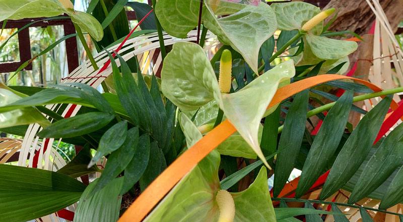 火鶴花綠紅心花材實拍圖