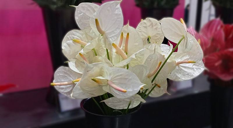 火鶴花香檳花材實拍圖