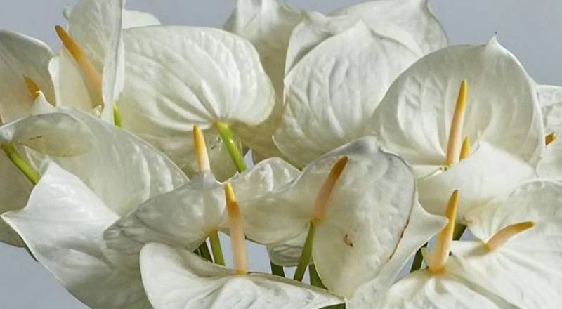 火鶴花月亮女神花材實拍圖