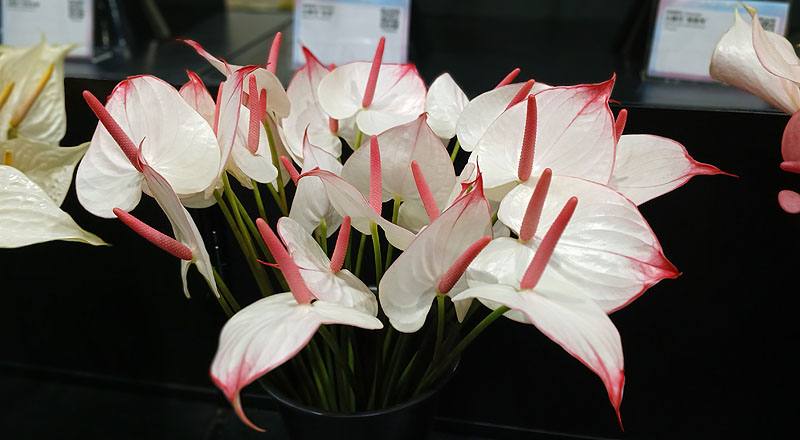 火鶴花戀愛花材實拍圖