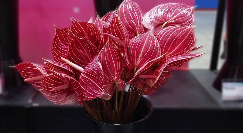 火鶴花咖啡條紋花材實拍圖