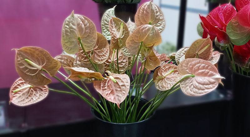 火鶴花大地花材實拍圖