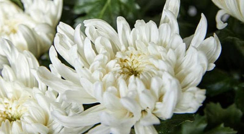 菊花白東洋花材實拍圖