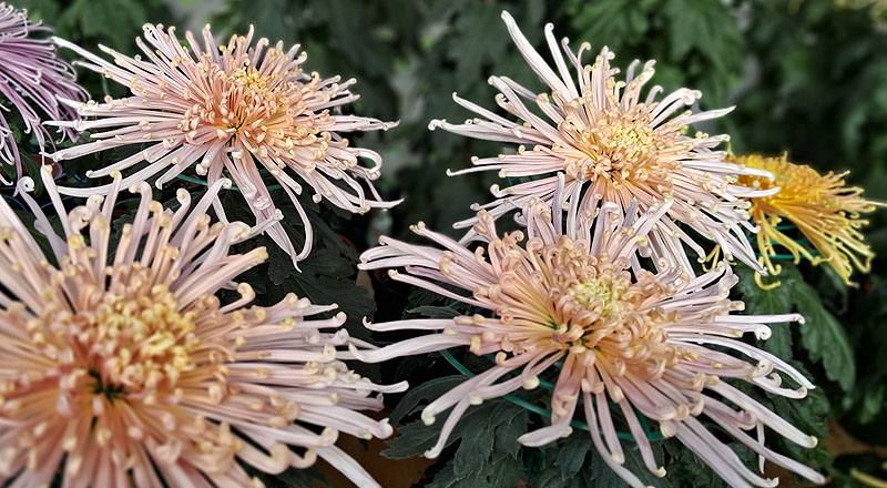 大菊 粉麵線 實拍圖片10