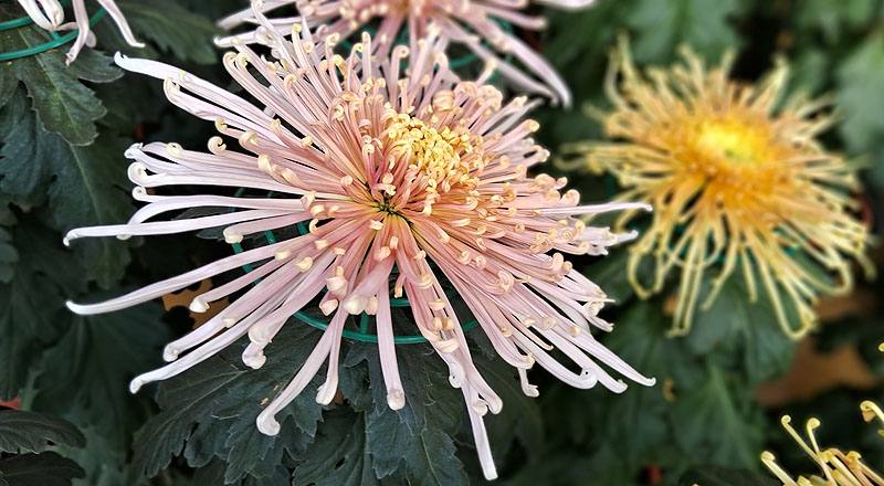 大菊 粉麵線 實拍圖片6