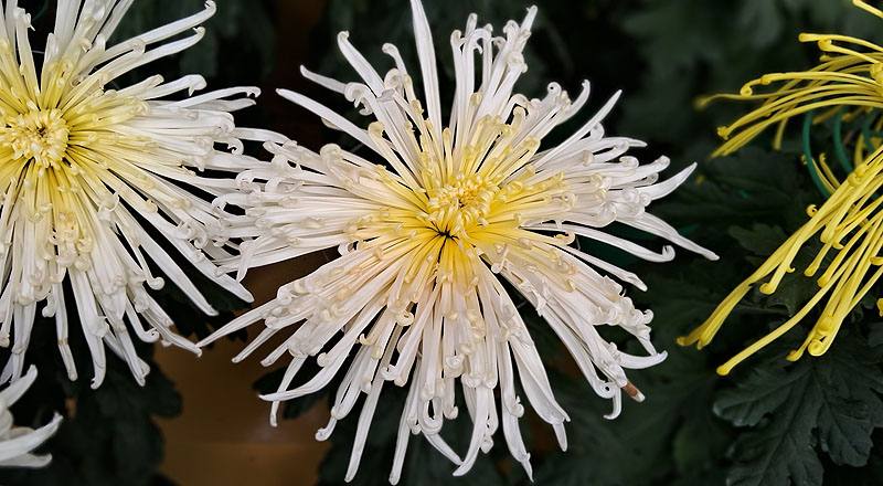 大菊 粉麵線 實拍圖片3