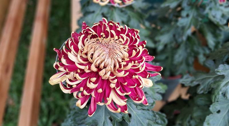 大菊 國華紅丹 實拍圖片2