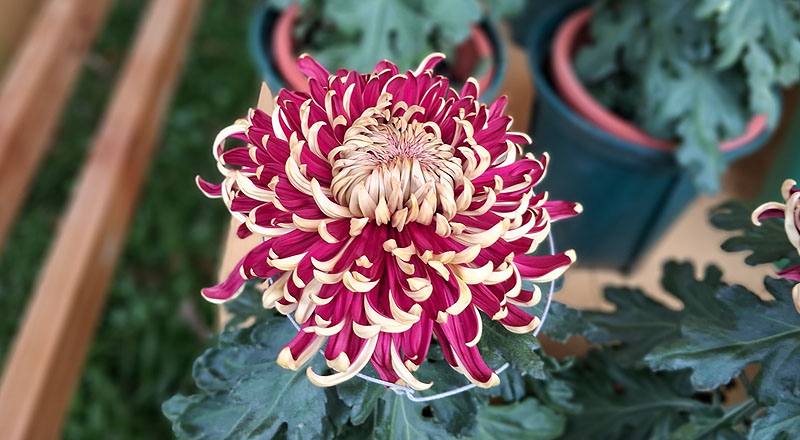 大菊 國華紅丹 實拍圖片3