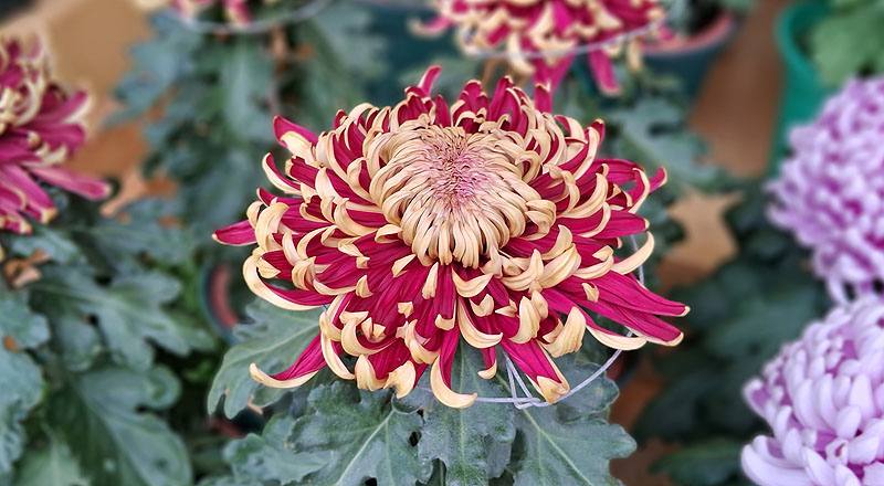 大菊 國華紅丹 實拍圖片1