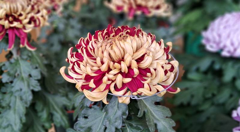 大菊 國華紅丹 實拍圖片4