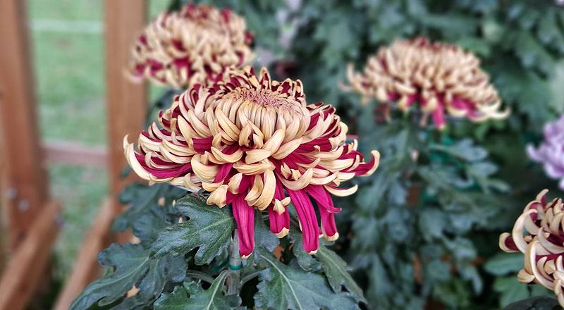 大菊 國華紅丹 實拍圖片5