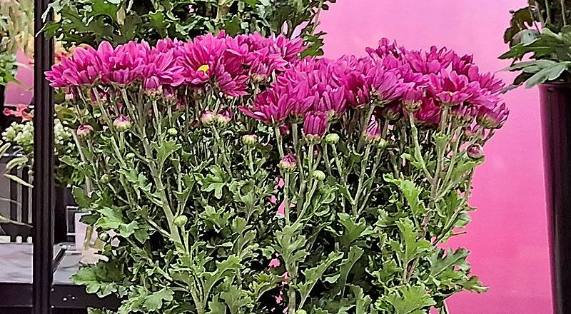 LA百合 橙多朵 切花