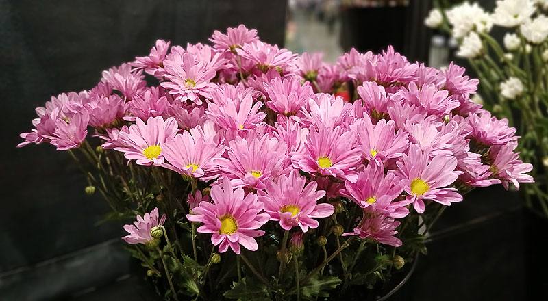 LA百合 橙多朵 切花