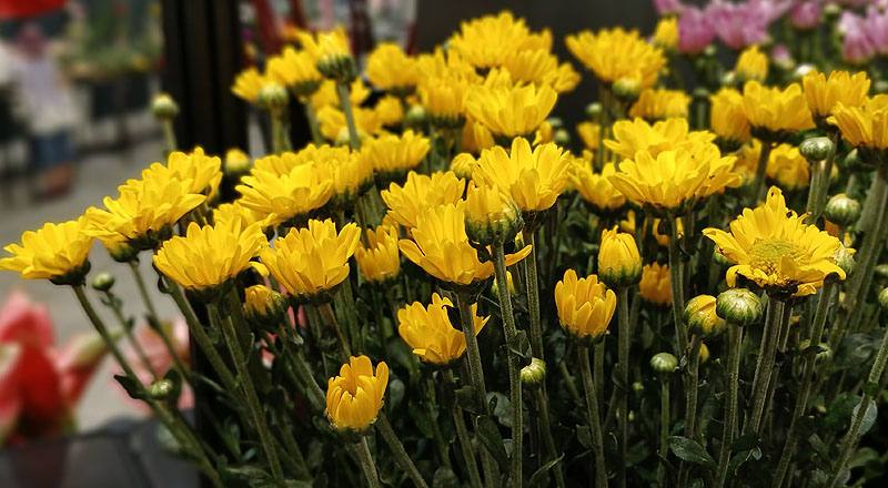 菊花日本黃花材實拍圖
