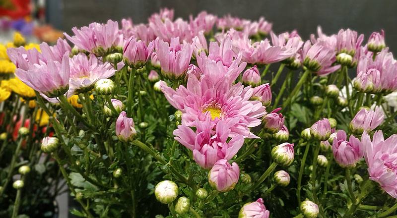 LA百合 橙多朵 切花