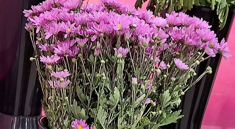 菊花卡洛粉花材實拍圖