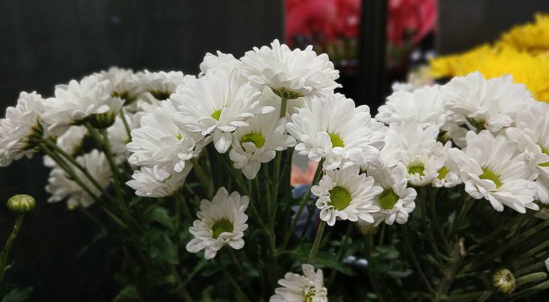 小菊 林克小白 實拍圖片2
