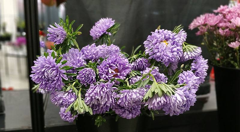 菊花紫雲南菊花材實拍圖