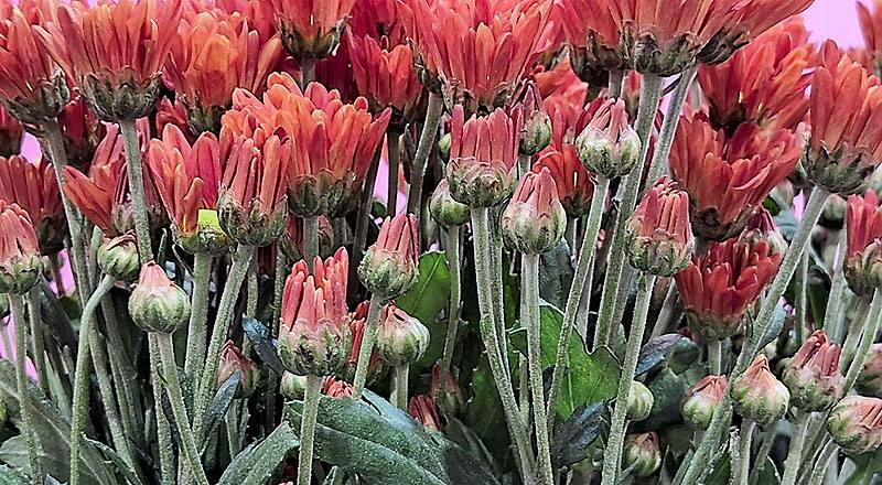 小菊 卡洛金 實拍圖片2