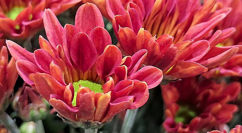 小菊 卡洛金 實拍圖片4