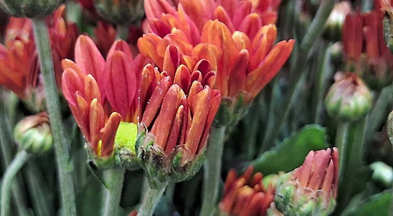 小菊 卡洛金 實拍圖片3